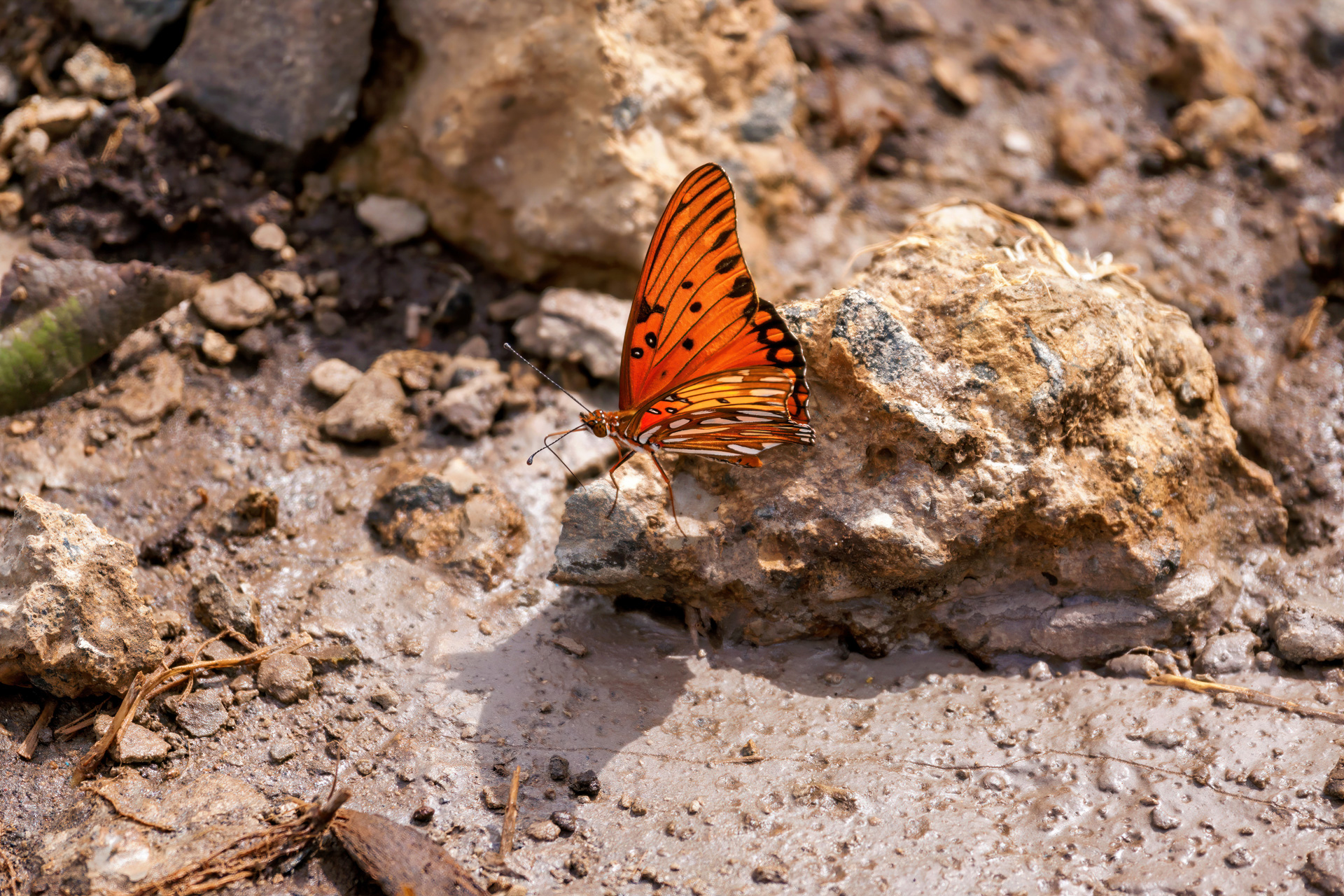 Agraulis vanillae ist ein Schmetterling aus der Familie der Edelfalter (Nymphalidae)